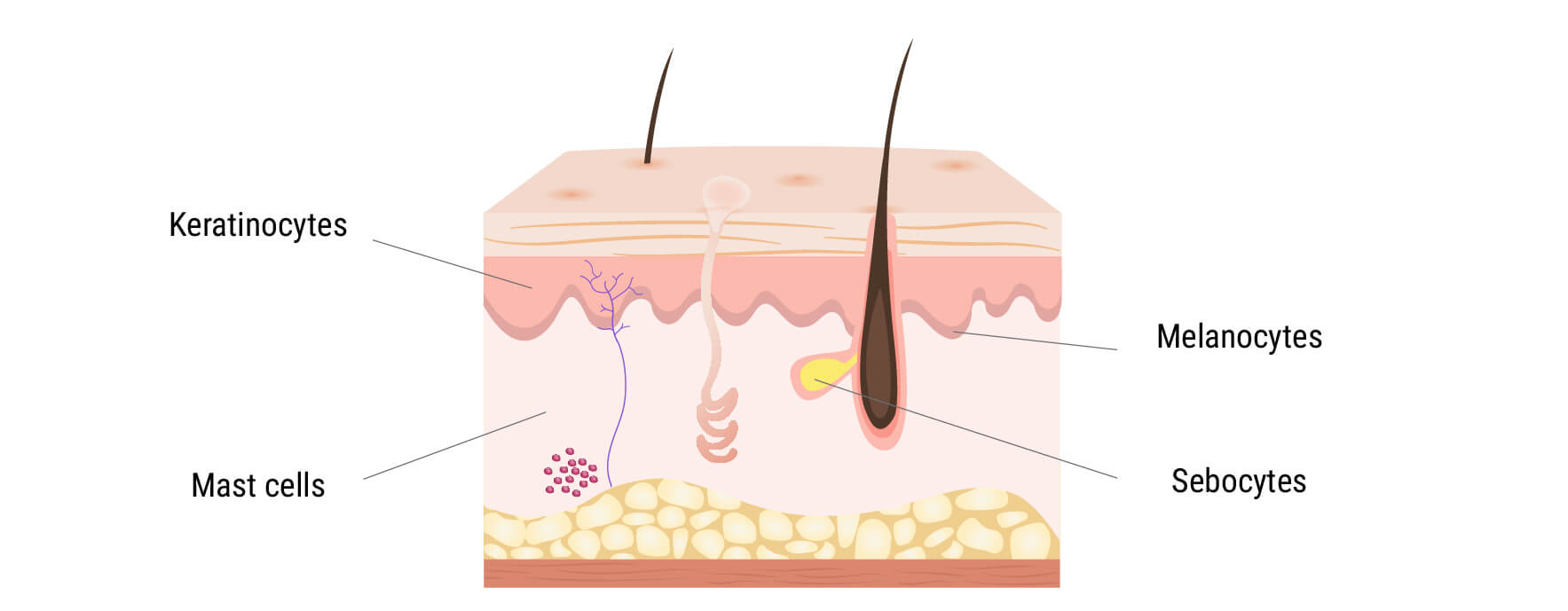 El sistema endocannabinoide en la piel