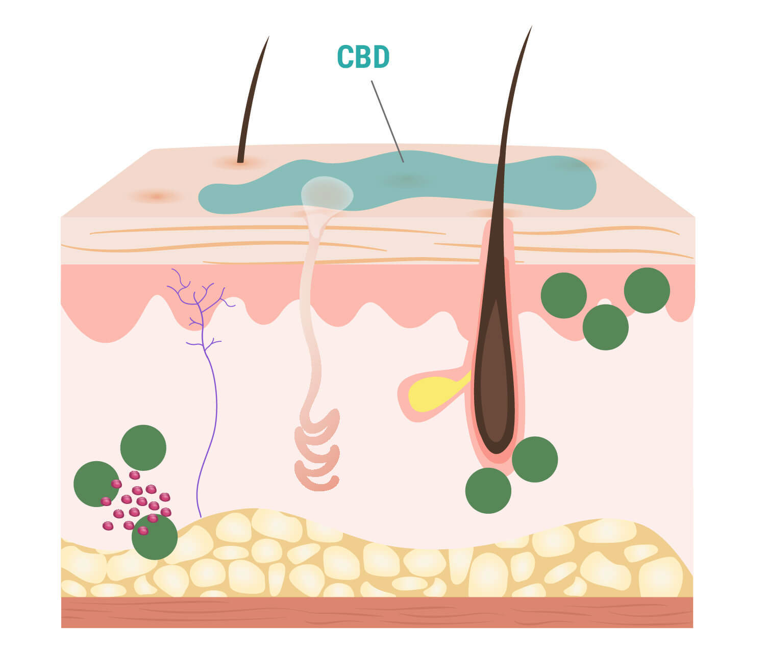 Cómo interactúa el CBD con la piel