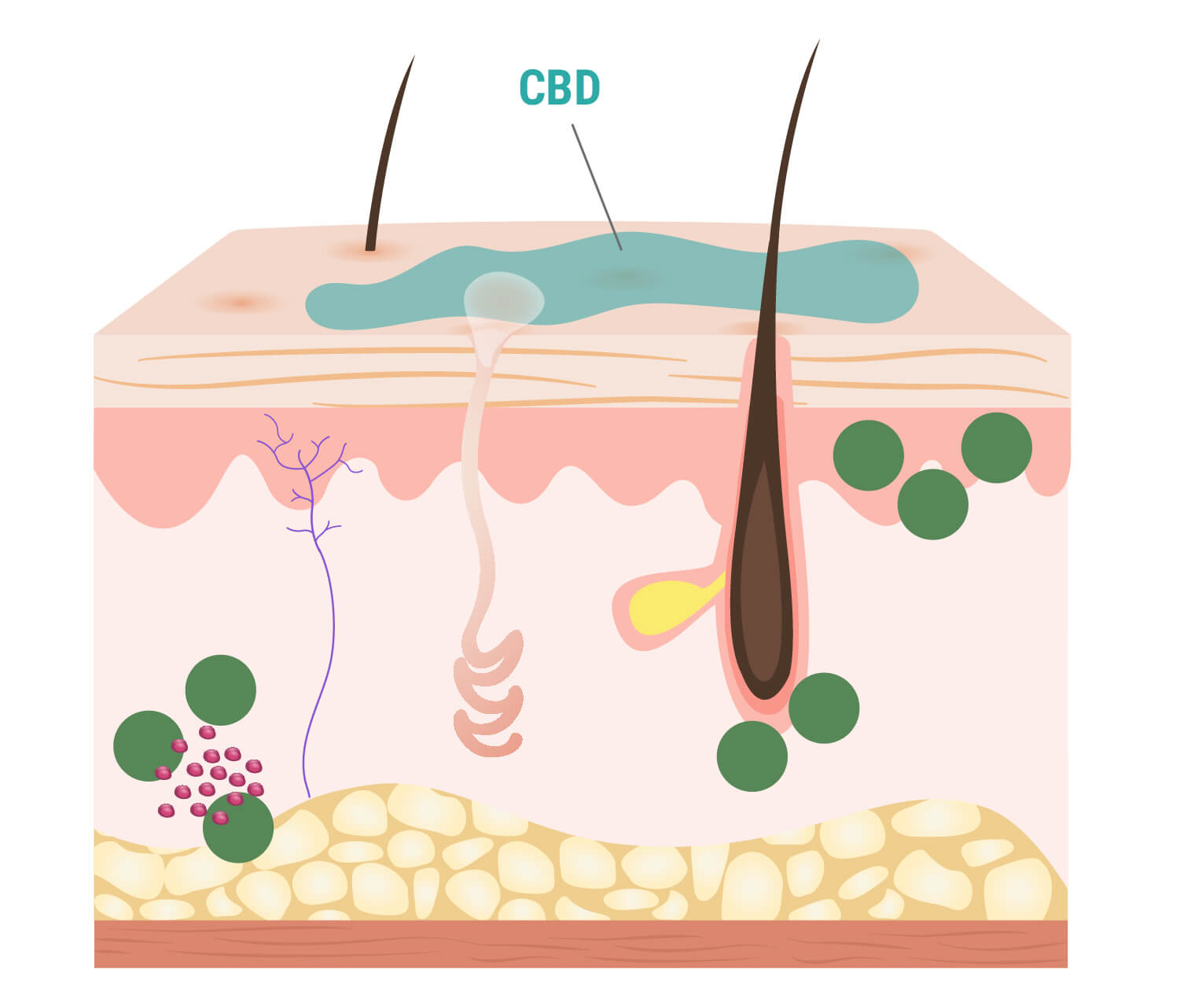 Cómo interactúa el CBD con la piel Cómo interactúa el CBD con la piel
