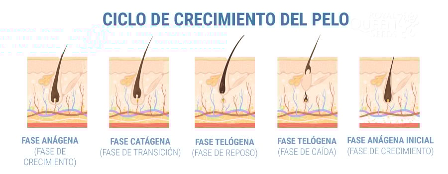 ¿PUEDE EL CBD AYUDAR CON LA PÉRDIDA DE CABELLO?