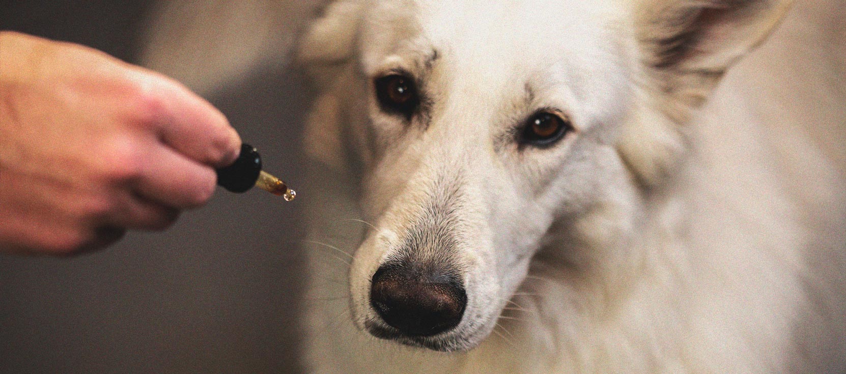 morir Nacarado radioactividad Mascotas y toxicidad del cannabis: qué hacer si tu perro se come tu hierba  - RQS Blog