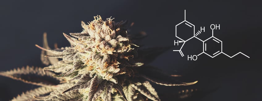 CBDV: estructura molecular del cannabis CBDV: estructura molecular del cannabis