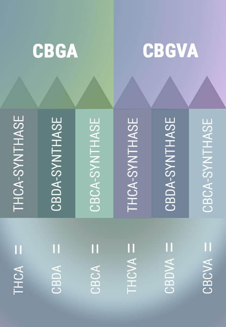 Biosíntesis del CBG