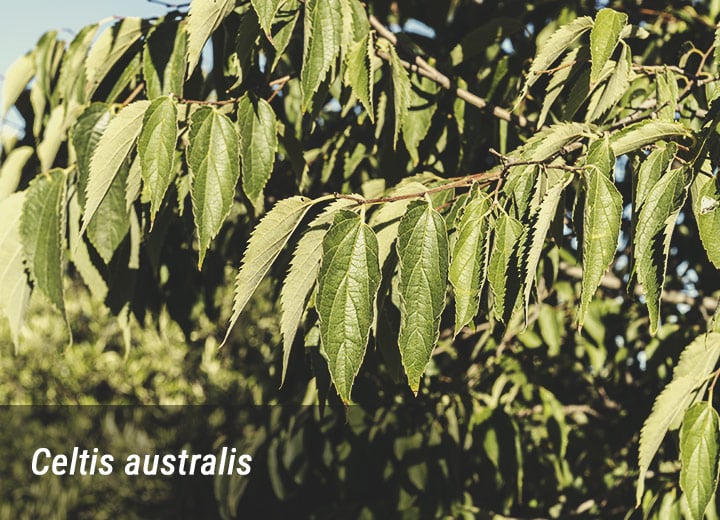 Cannabis Australis 'sur' 10 Semillas de árbol de ortiga 