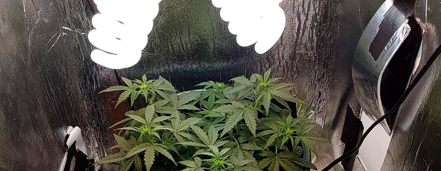 CFL light weed cultivation