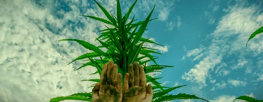 Charas manos Cannabis frotar cogollos