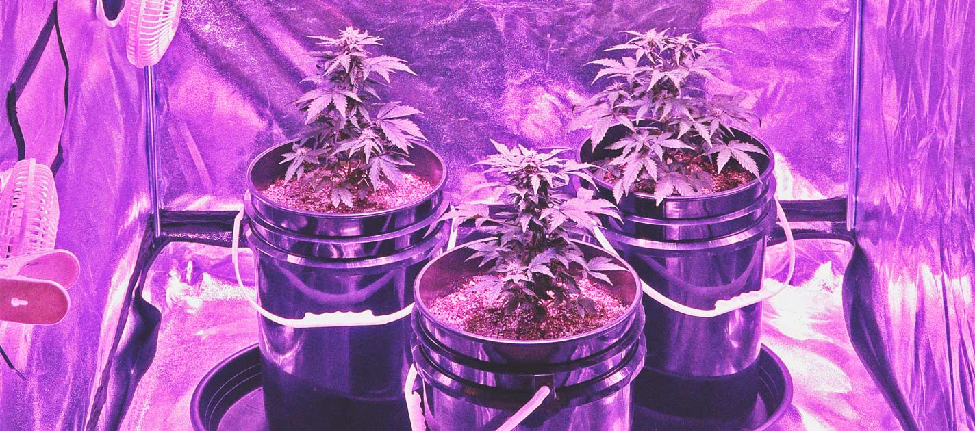 How to Grow Weed on a Budget: Indoors and Outdoors