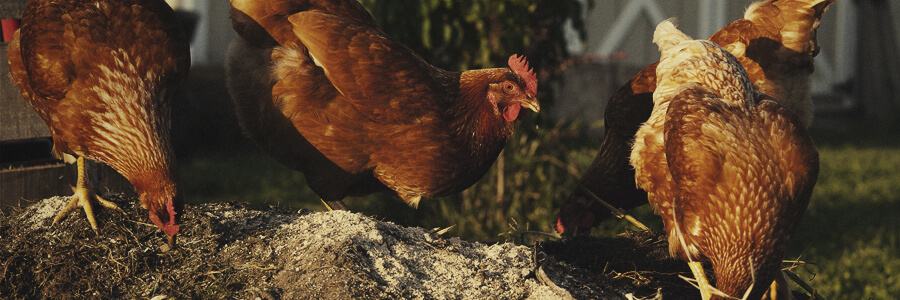 Compost orgánico de pollo Compost orgánico de pollo