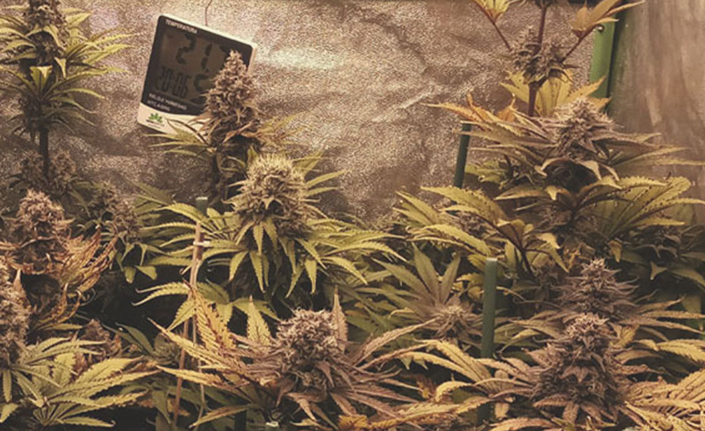 Chocolate Haze Chocolate Haze