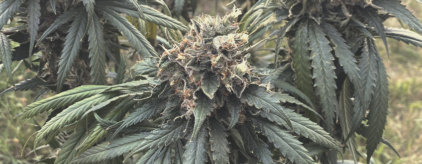 Chocolate Haze Chocolate Haze