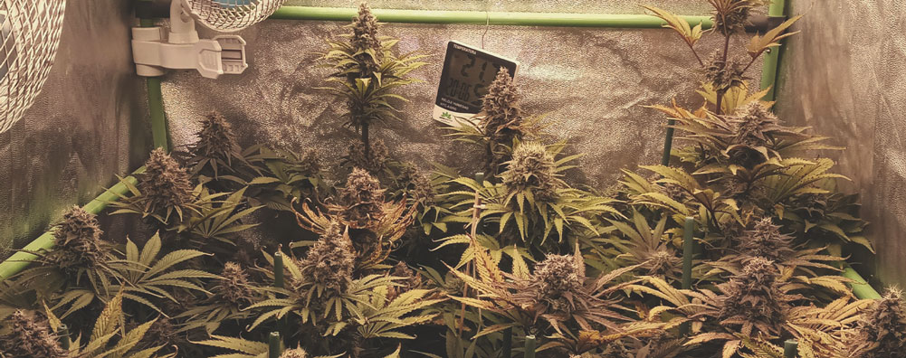 Chocolate Haze Chocolate Haze