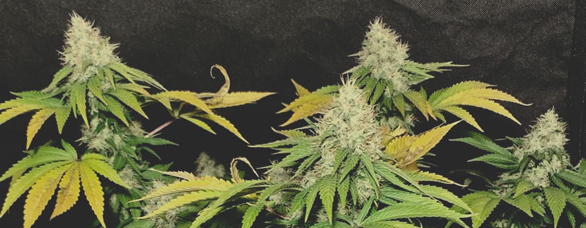 Chocolate Haze Chocolate Haze