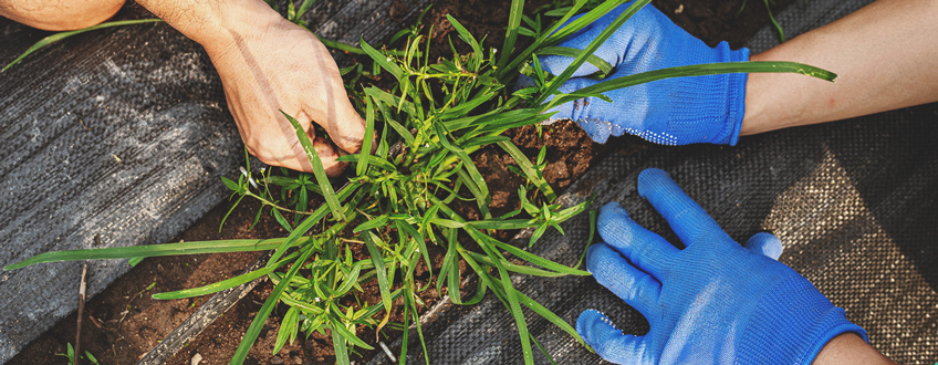 Remove Weeds