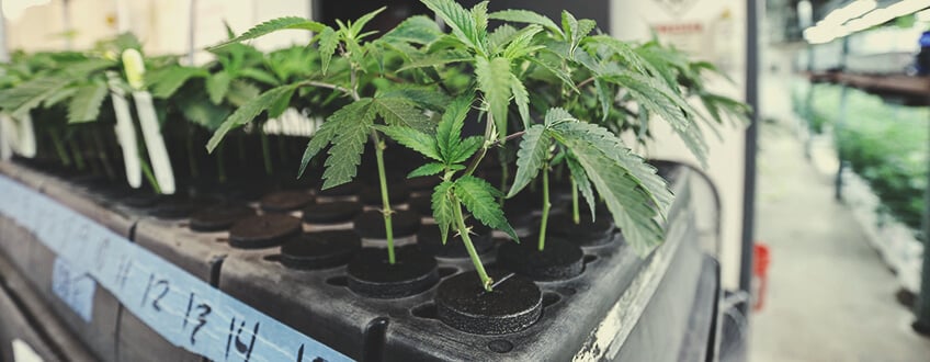 Cultivar a partir de esquejes Cultivar a partir de esquejes