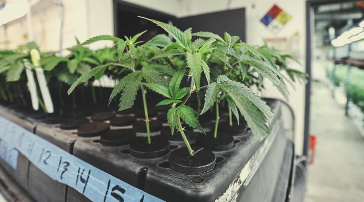 Cultivar a partir de esquejes Cultivar a partir de esquejes