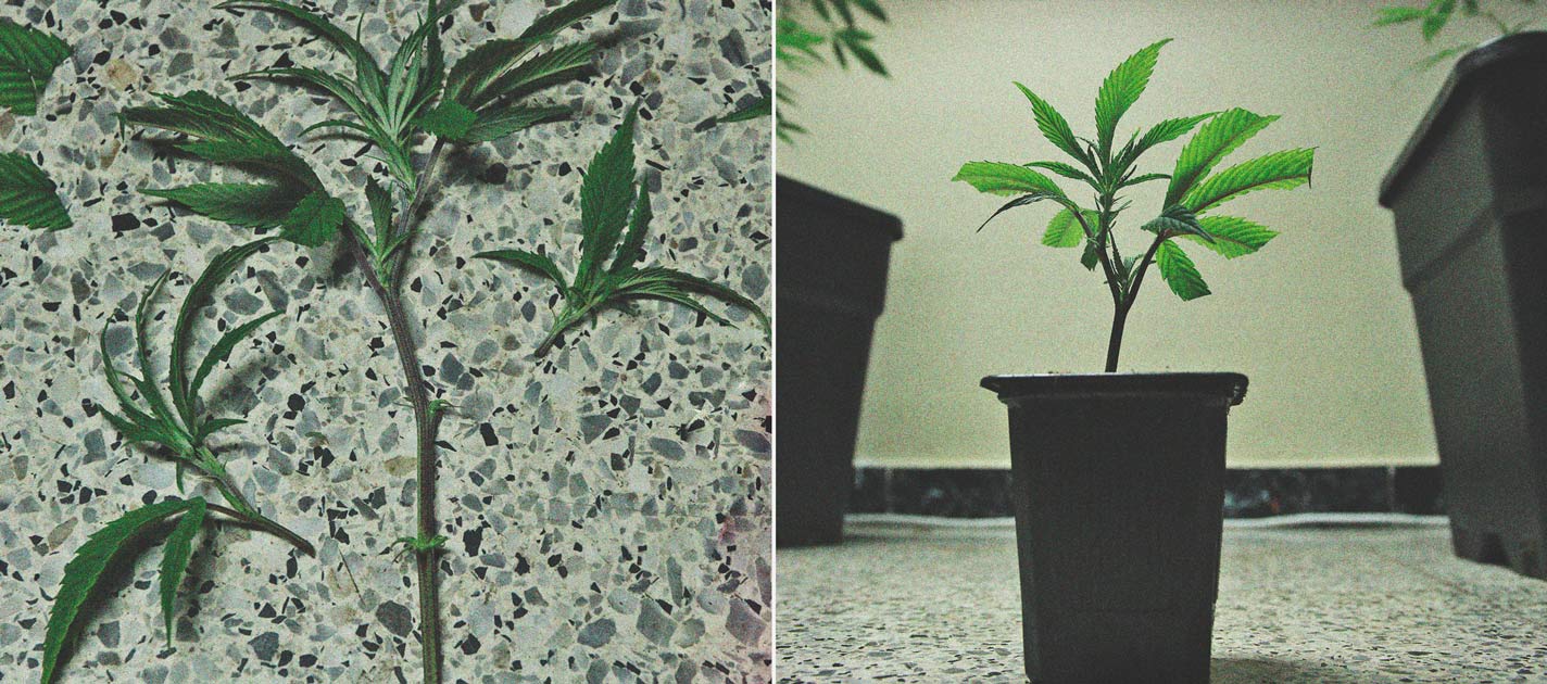 How to Grow Weed on a Budget: Indoors and Outdoors
