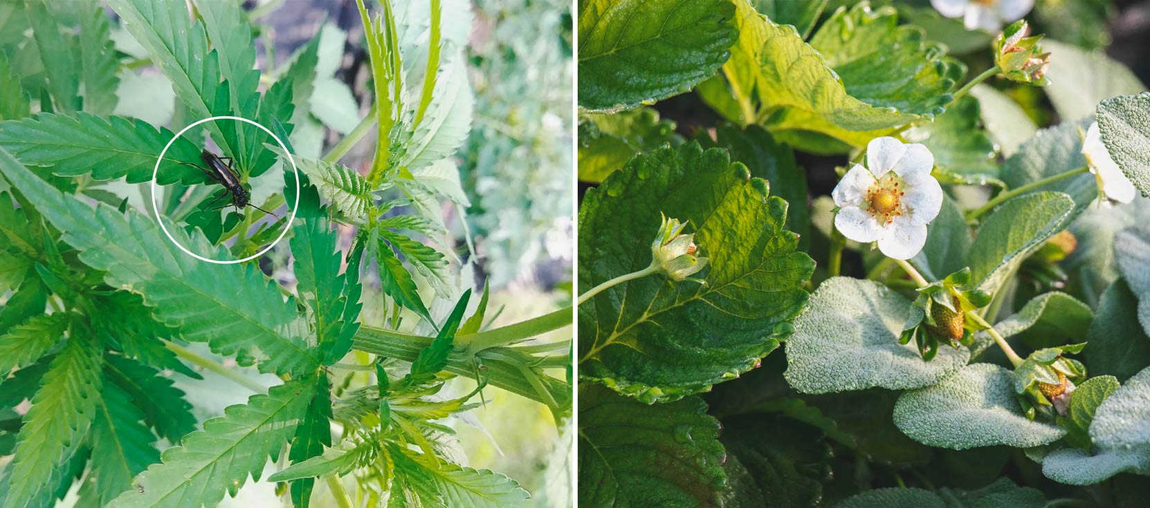 Cómo mantener a los grillos lejos de tus plantas de marihuana