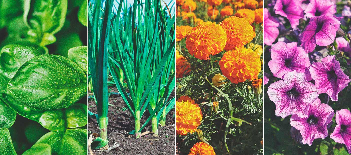 Cómo cultivar la mejor marihuana en un balcón o terraza