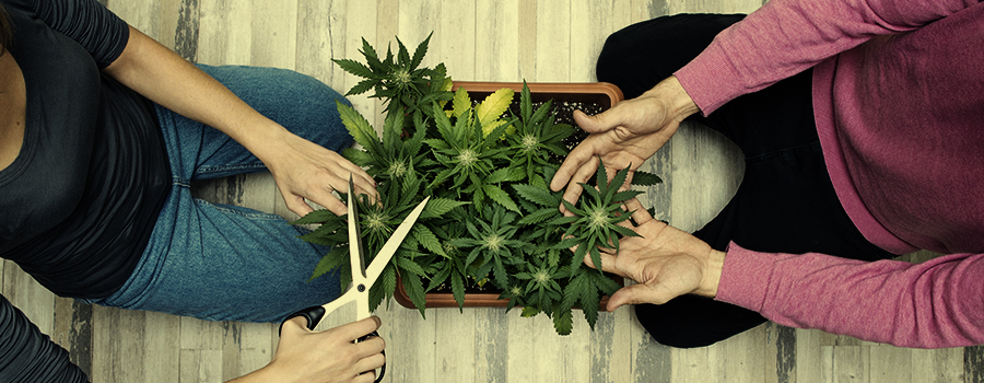 LA MARIHUANA PODRÍA PROPORCIONAROS UN HOBBY EN COMÚN LA MARIHUANA PODRÍA PROPORCIONAROS UN HOBBY EN COMÚN