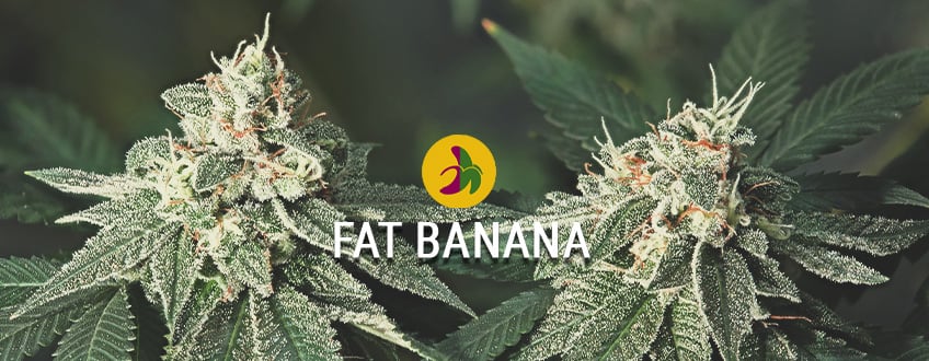 La banana Kush más grande y radical: Fat Banana