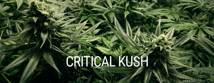 Critical Kush Royal Queen Seeds Indoor Growing