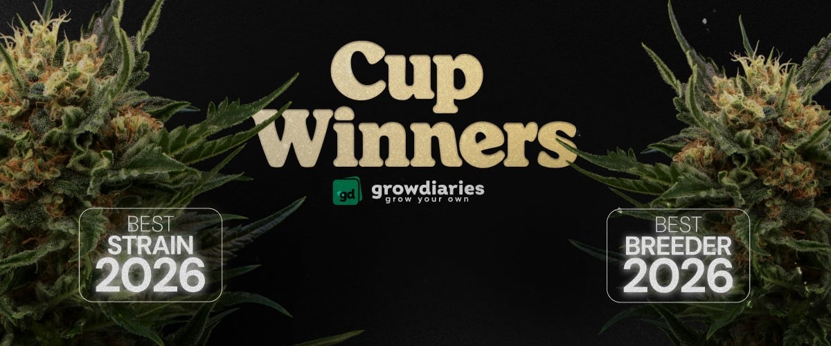 Banner de premios cannabis Cup Winners 2026 mostrando la mejor variedad y el mejor breeder con cogollos de cannabis y el logo de GrowDiaries