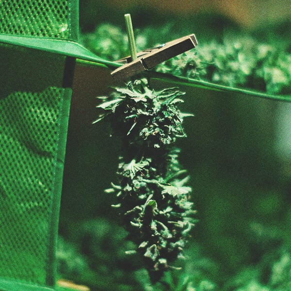 Cómo cultivar la mejor marihuana en un balcón o terraza