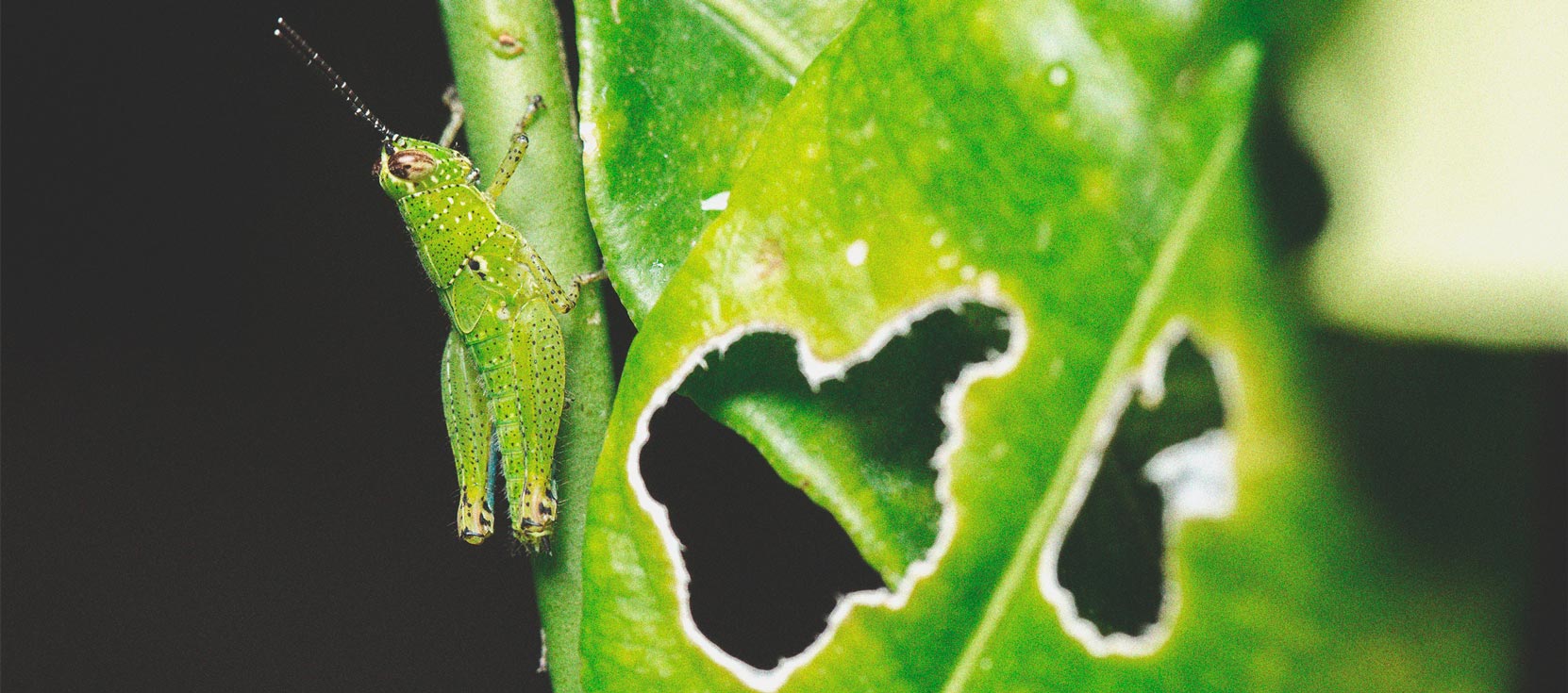 Cómo mantener a los grillos lejos de tus plantas de marihuana