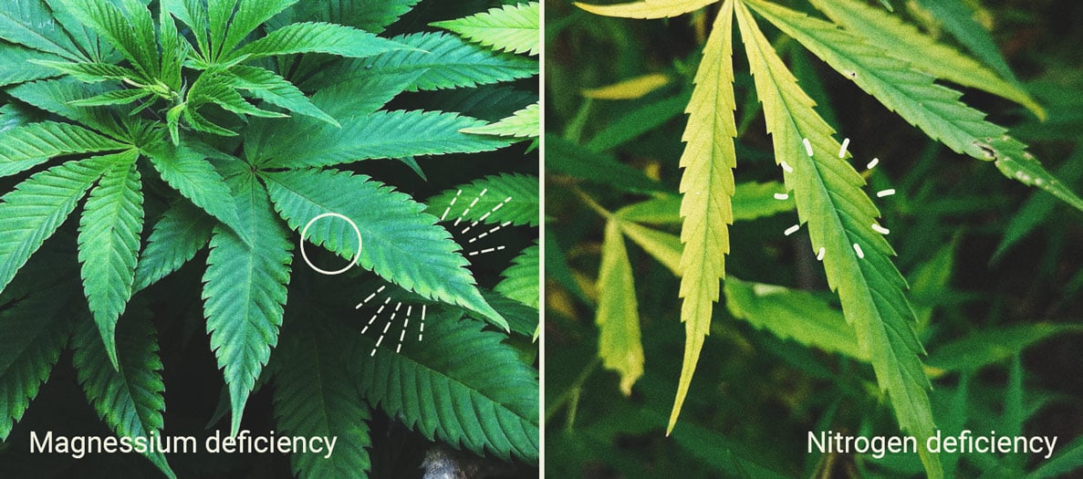 Sales de Epsom: un truco natural para un cultivo de cannabis sano 