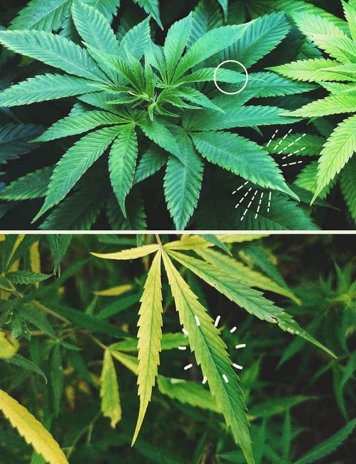 Sales de Epsom: un truco natural para un cultivo de cannabis sano 