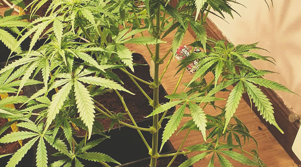 Defoliación Defoliación