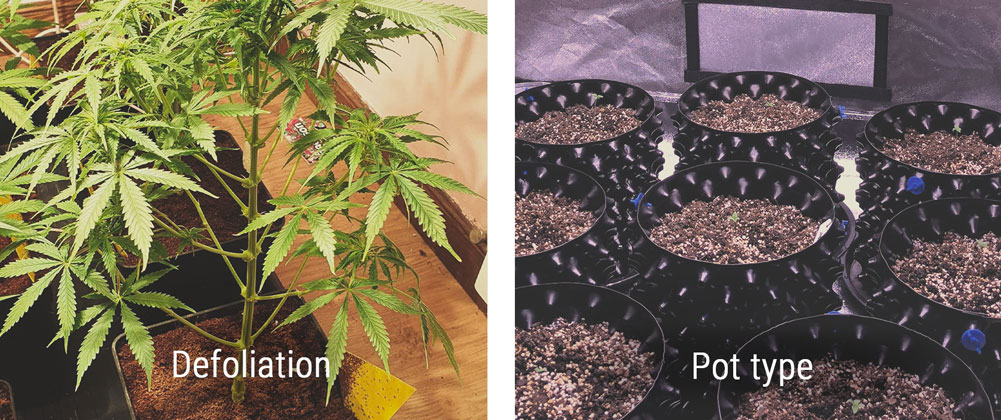 Defoliación Defoliación