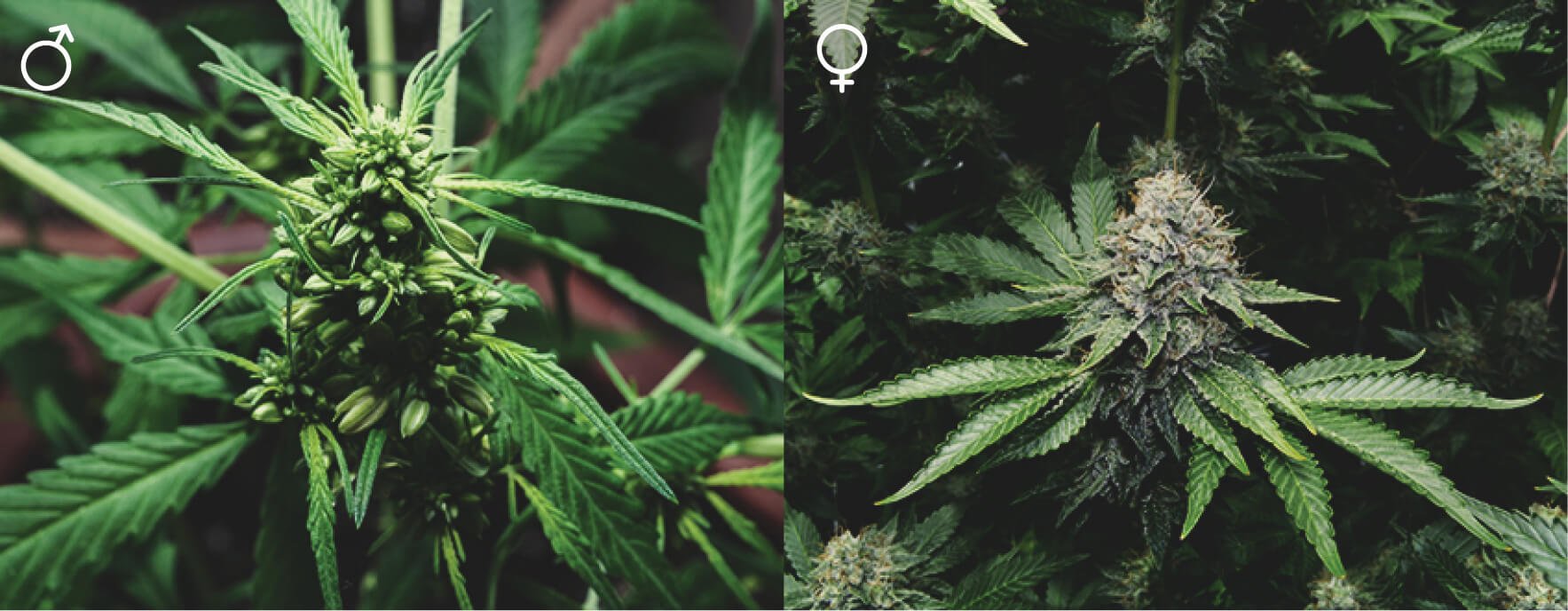 ¿Todas las plantas de marihuana son iguales?