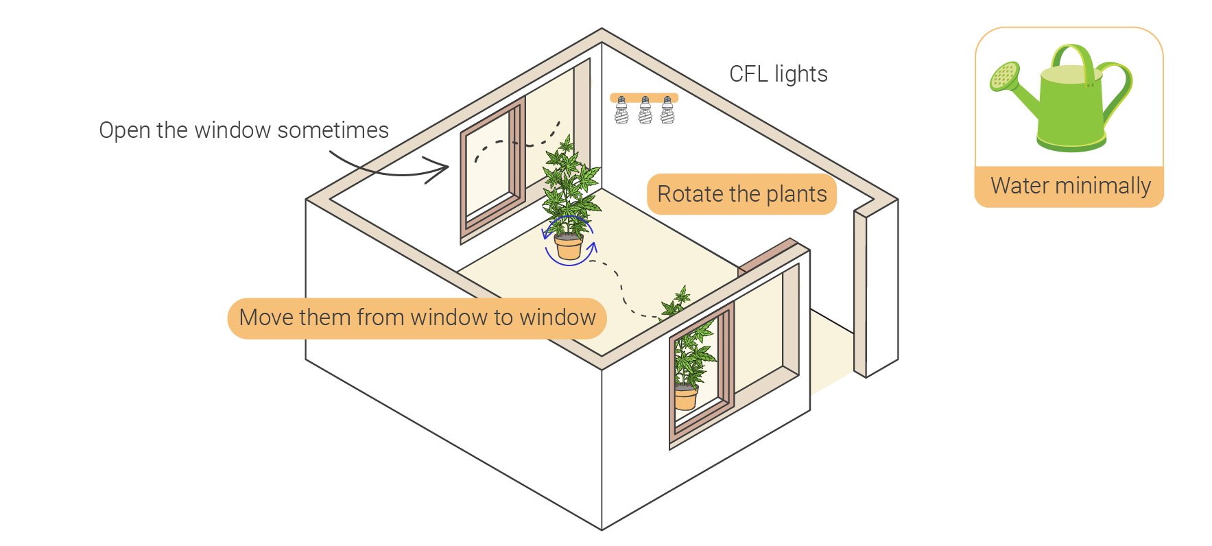 Cómo cultivar marihuana en interior sin luces