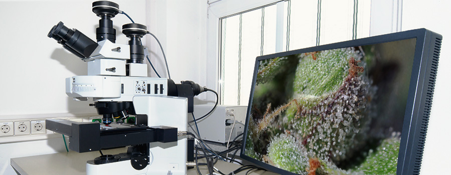 Microscopio digital