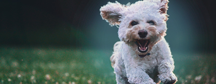 Efectos Del Cbd En Los Perros Efectos Del Cbd En Los Perros