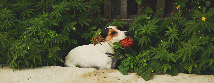Perro consume cannabis. Perro consume cannabis.