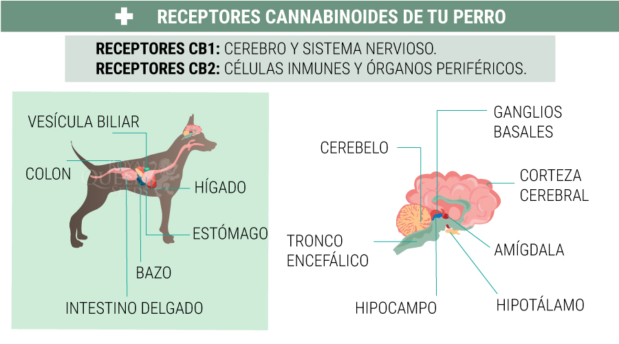 Receptores cannabinoides del perro Receptores cannabinoides del perro