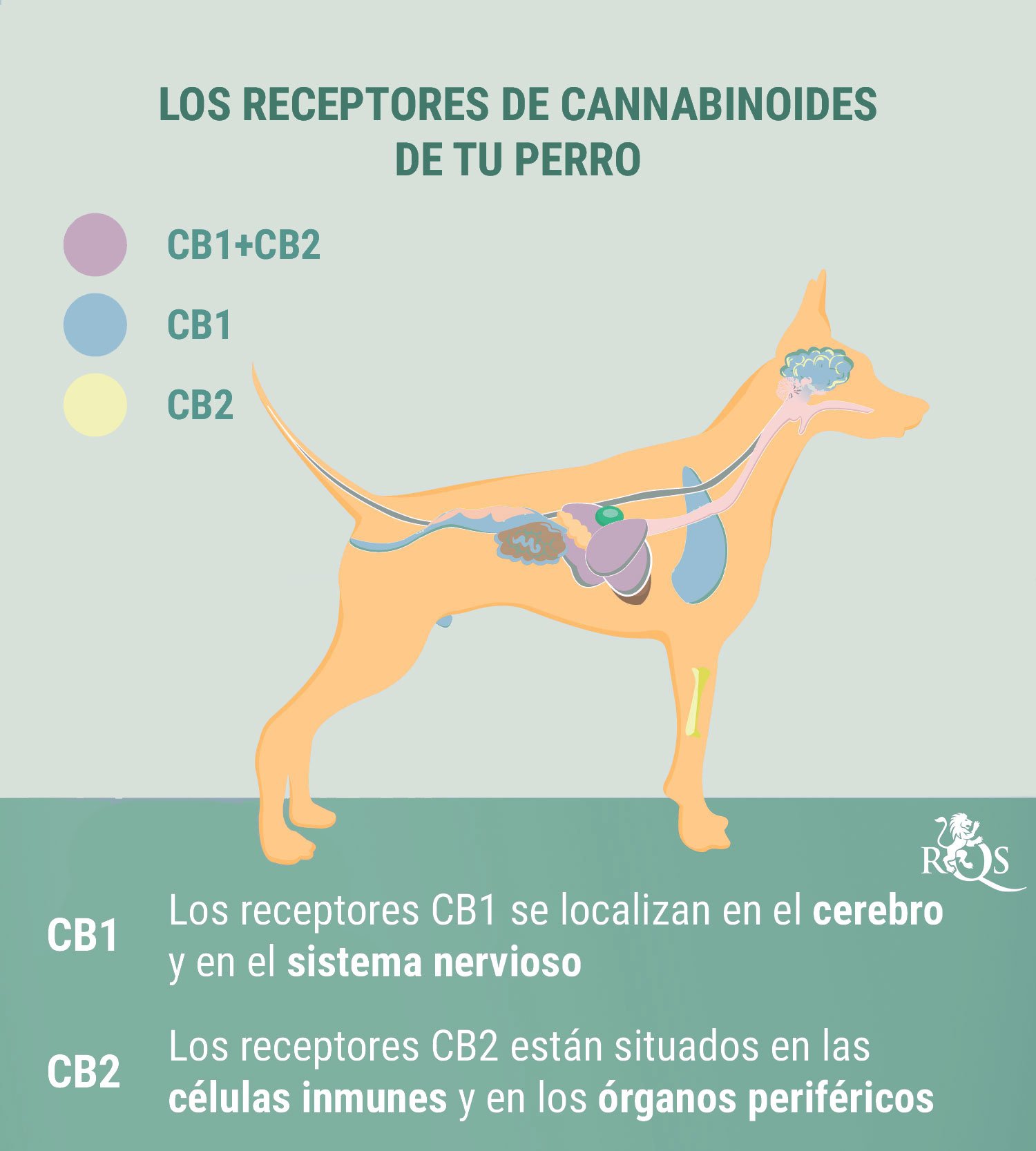 CBD para perros: qué sabemos hasta ahora CBD para perros: qué sabemos hasta ahora
