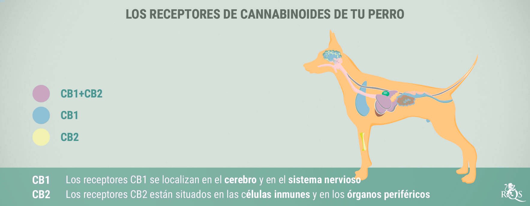 CBD para perros: qué sabemos hasta ahora CBD para perros: qué sabemos hasta ahora