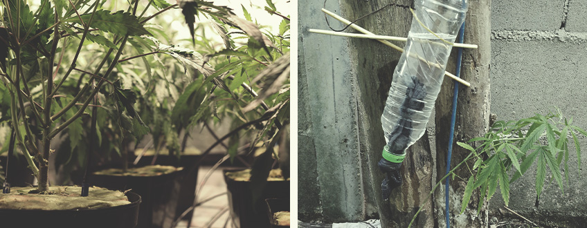 Monta tu propio sistema de irrigación por goteo para cultivar marihuana Monta tu propio sistema de irrigación por goteo para cultivar marihuana