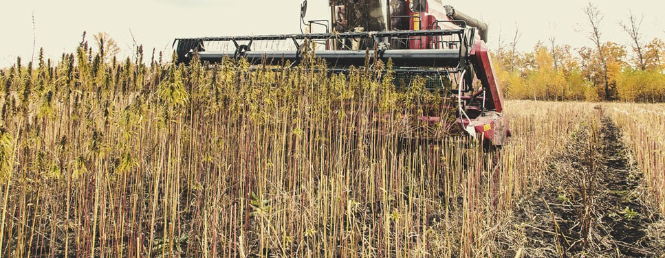 Cultivo en secano: un ejemplo de agricultura regenerativa en acción