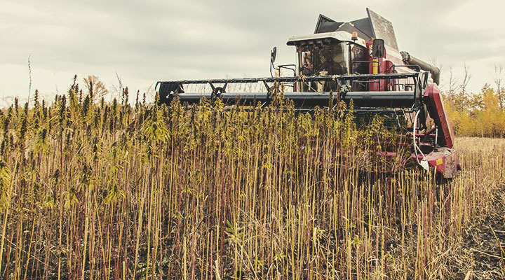 Cultivo en secano: un ejemplo de agricultura regenerativa en acción