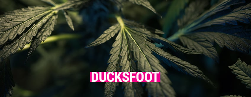 Ducksfoot