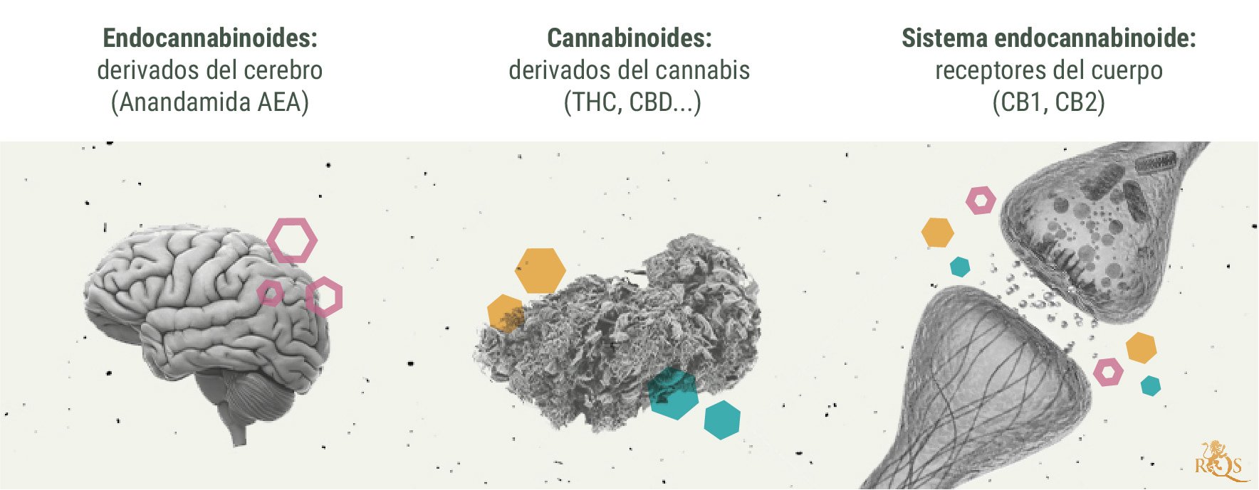 Química del subidón de cannabis