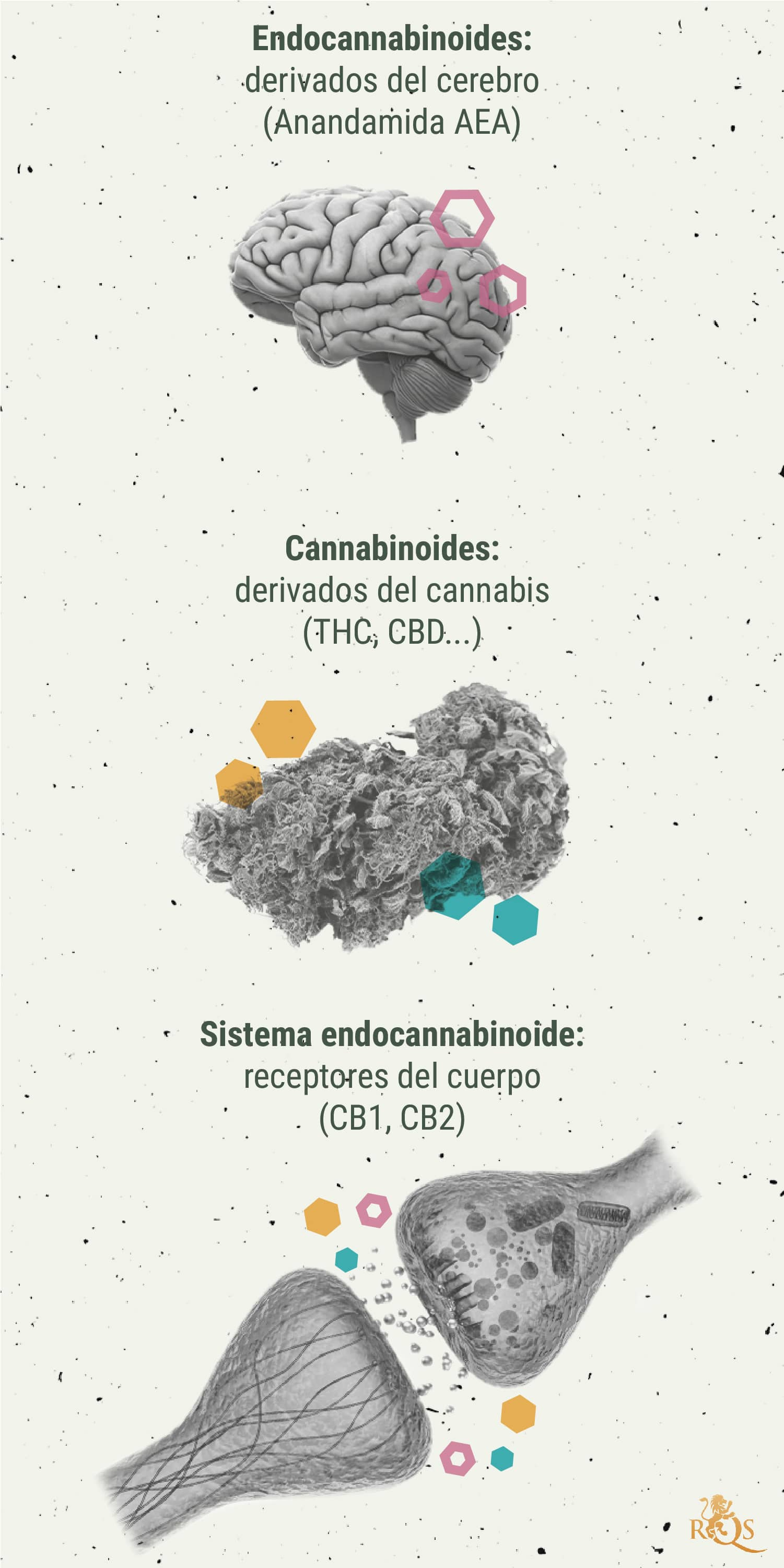 Química del subidón de cannabis