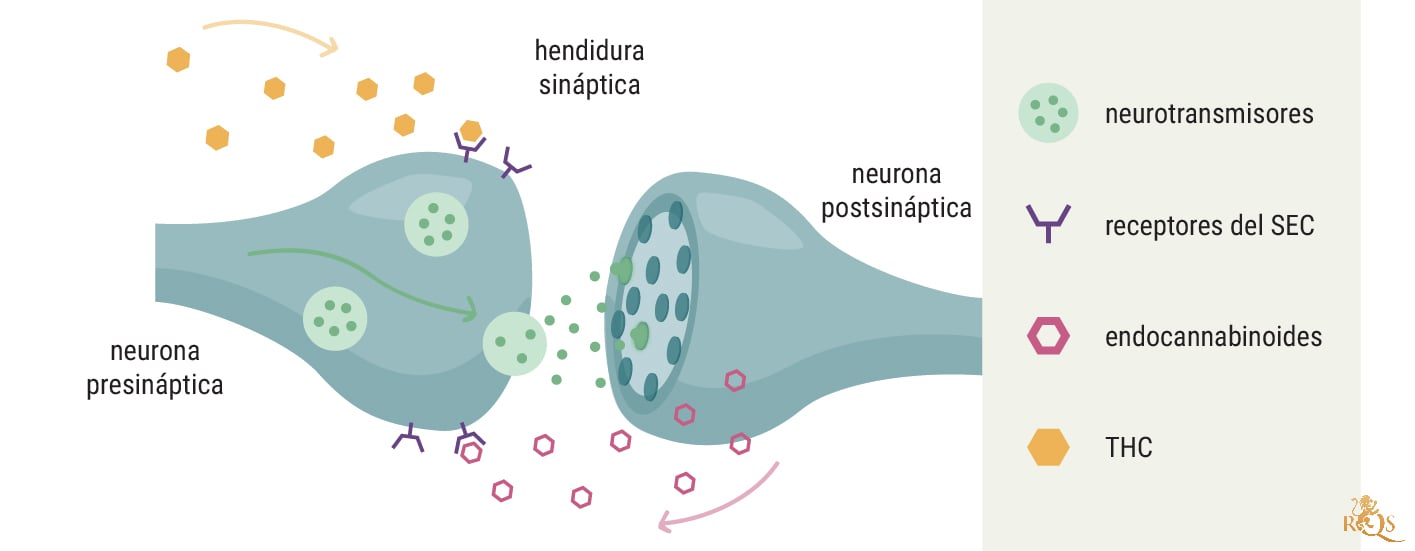 El sistema endocannabinoide y el cáncer