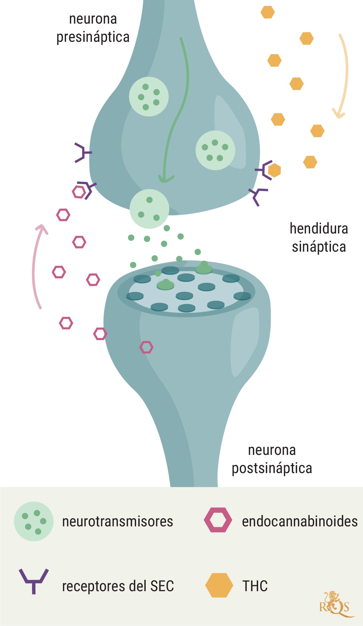 El sistema endocannabinoide y el cáncer