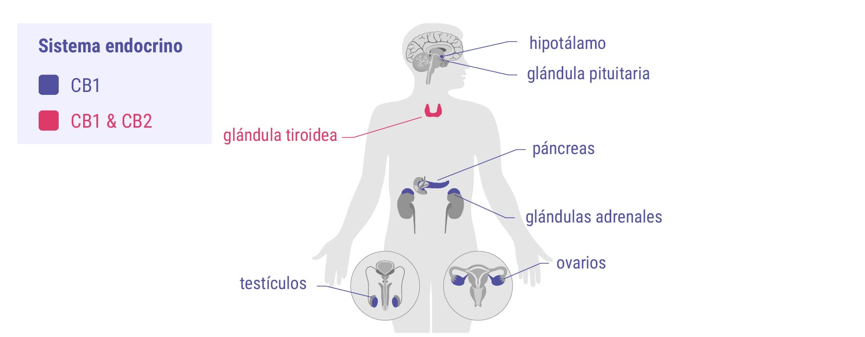 Los cannabinoides y el sistema endocrino