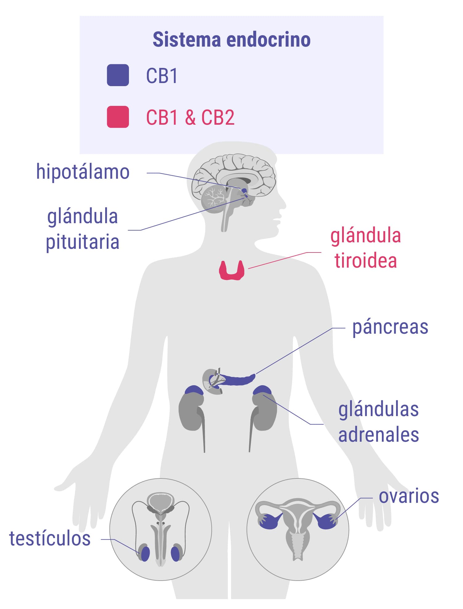 Los cannabinoides y el sistema endocrino